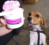 beagle-ice-cream1